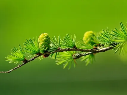 Blue Colorado Spruce Tree Exercise