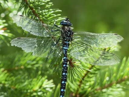 Summer Theme - Blue Dragonfly - Yoga Nidra
