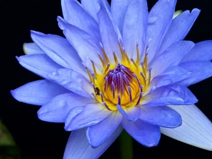 Blue Lotus Mantra Practice