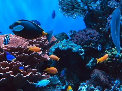 Blue Men Of The Muir (Bedtime Story) Scottish Legend