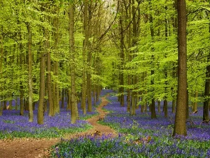 Bluebell Forest Path