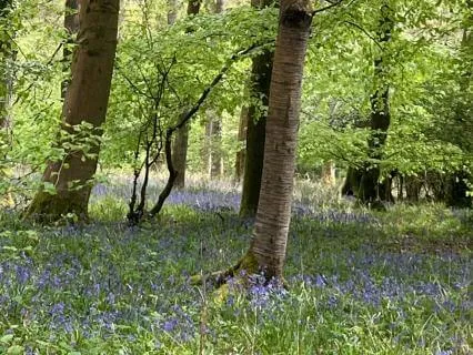 Bluebell Wood Guided Visualisation For Inner Wisdom
