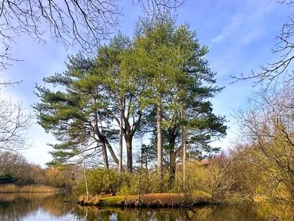 Blustery, Binaural Forest Ambience - Sound Meditation