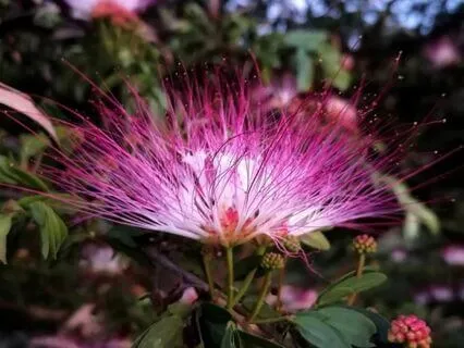 Bobinsana Yoga Nidra - Connect To Your Heart's Essence