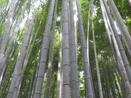 ボディスキャン