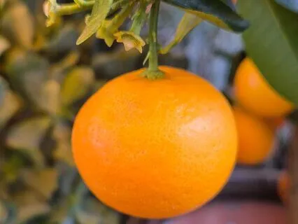 Bodhidharma: Bring Me Your Mind And I'll Put It At Ease