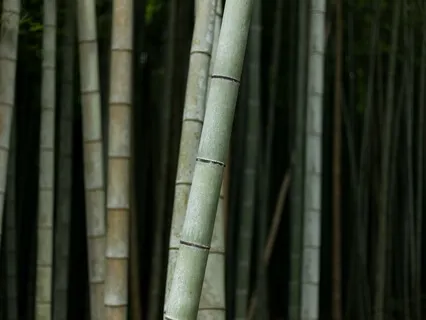 Body & Breath Awareness