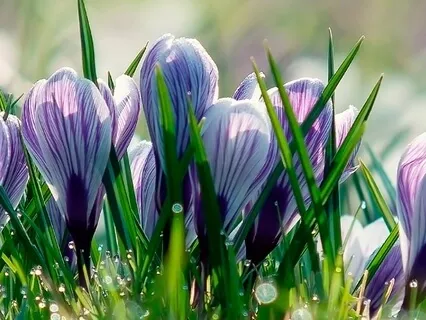 Body and Breath Meditation