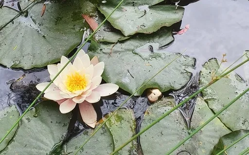 Body & Breath (No Music)