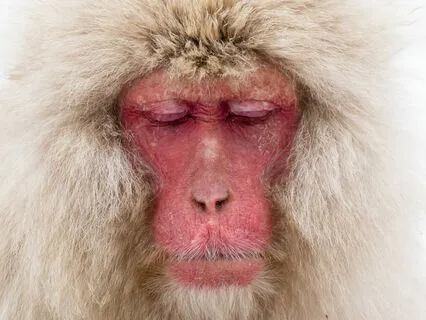 Body And Emotion Scan + Universal Compassion Meditation