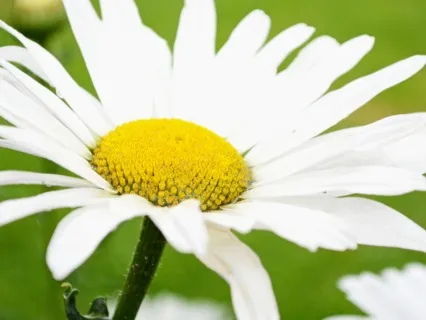 Body Appreciation Meditation