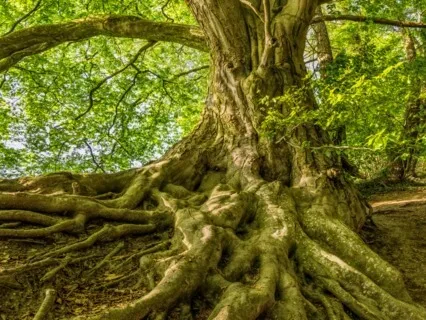 Body Appreciation Meditation