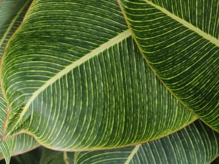 Body Appreciation Meditation