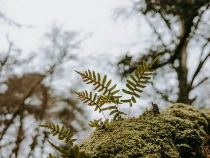 Body As Anchor | 15 Minute Guided Body Scan Meditation