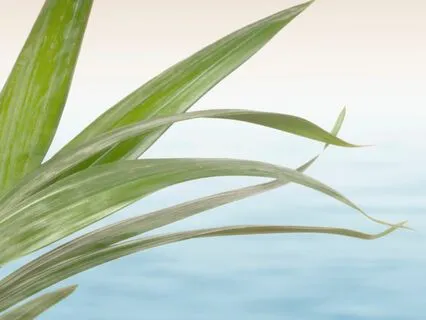 Body Awareness Meditation: (Scan) Your Stress Away