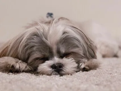 Body Awareness Meditation