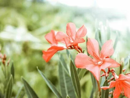 Body Awareness Meditation