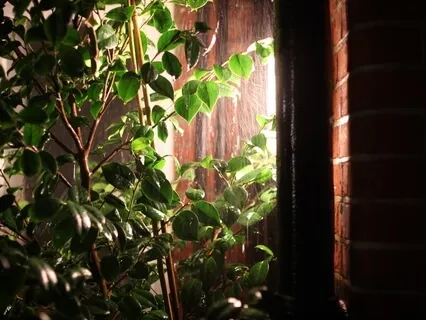 Body Awareness Practice - Sthiramanas