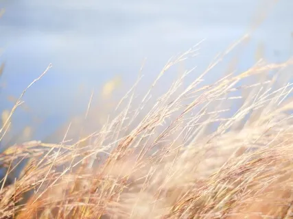 Body Focus & Breathing Connection