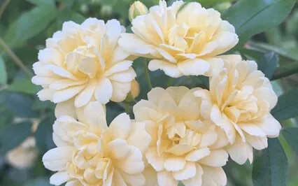 Body Gratitude Meditation