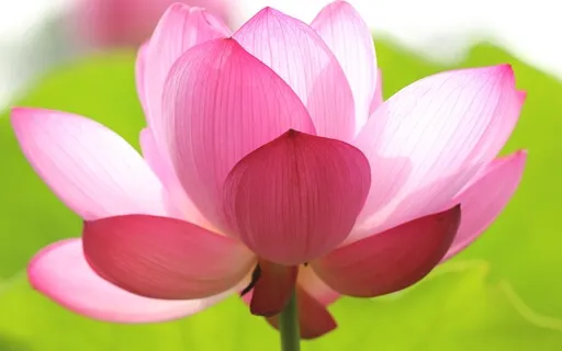 Body, Heart, Mind - A Micro Practice