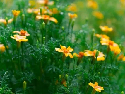 Body Kindness Mantra