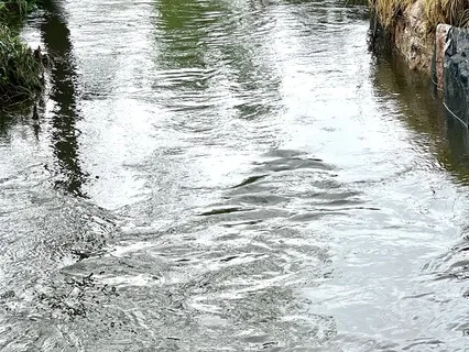 Body Love Connection