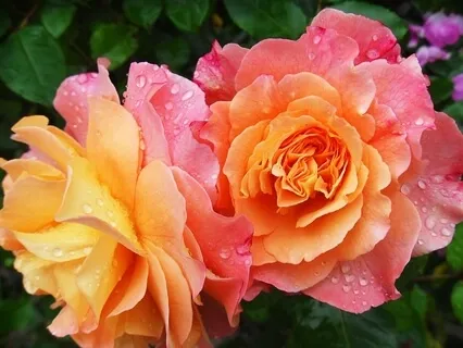 Body Love Self Compassion Exercise