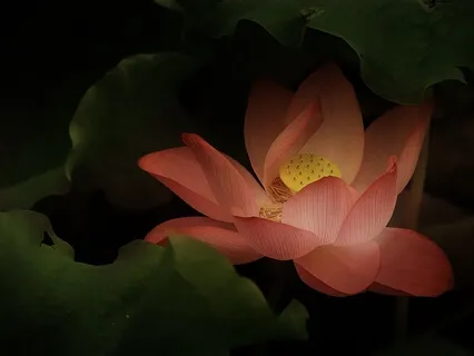 Body Lovingkindness Meditation