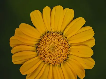 Body Relaxation & Affirmation