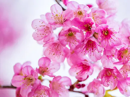 Body Resistance Boost | Tribal Sounds Journey