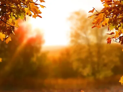 Body Scan - 11-Minutes 