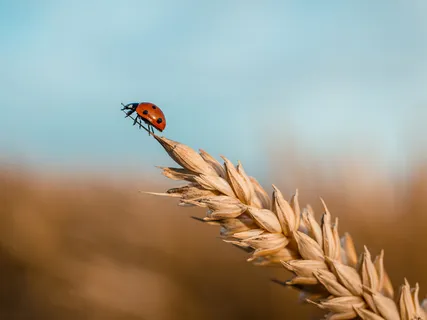 30-Minute Body Scan - Track 1 Of MBSR