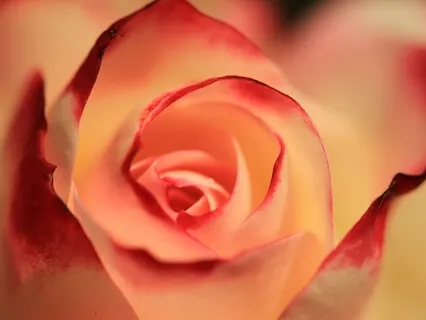 The Body Scan Practice