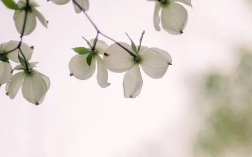 Body Scan 7-Min (The Mindful Christian)