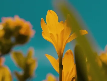 Body Scan For Focus And Relaxation