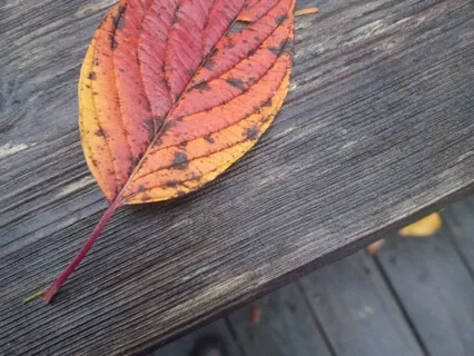 Body Scan And Grounding Meditation 