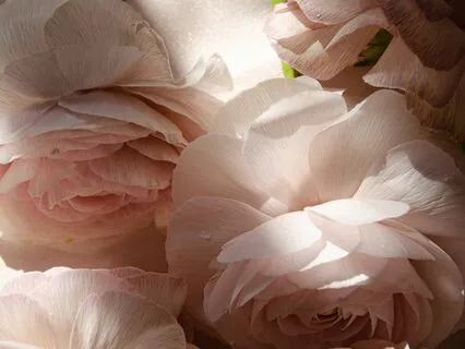 Body Scan As An Offering To The Body, Mind, And Heart