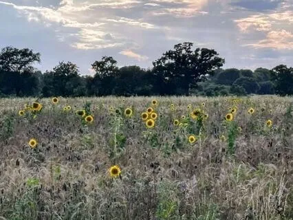 Body Scan, Breath Awareness, And Sound Awareness