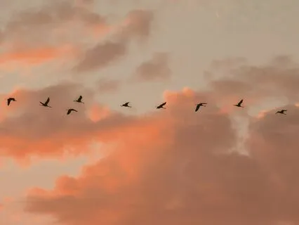 Body Scan & Embodied Breath