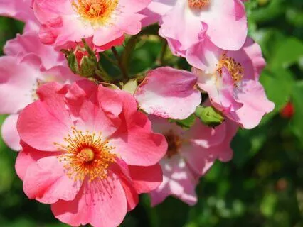 Body Scan For Chronic Pain