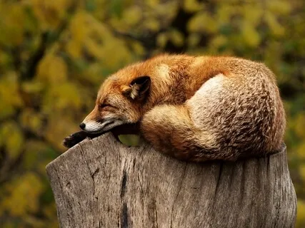 Body Scan For Deep Rest