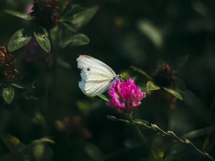 Body Scan For Effortlessness II