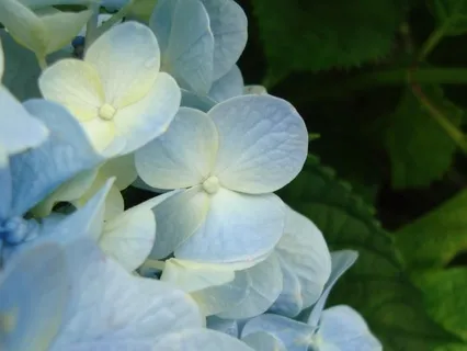 Body Scan For Inner Tranquility