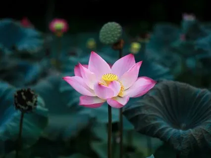 Body Scan For Relaxation