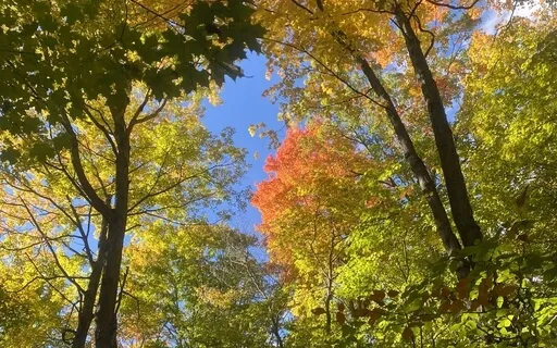 Body Scan For Releasing Anxiety 