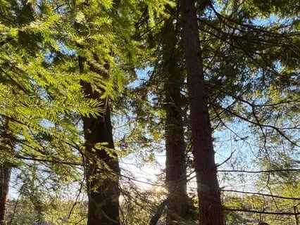 Body Scan For Self Connection