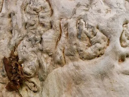 Body Scan: Gentle, Spacious & Grounding