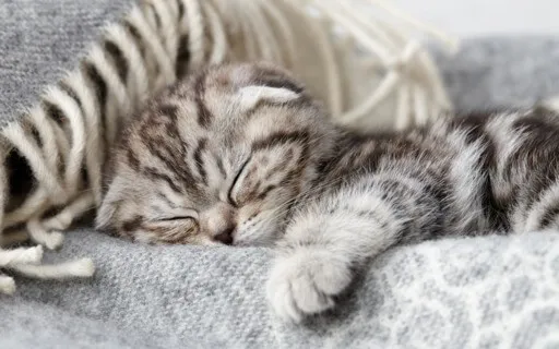 Body Scan Into Stillness - Preparing For Sleep