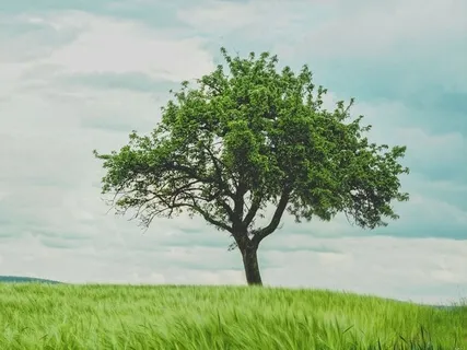 The Body Scan - A Core Mindfulness Practice